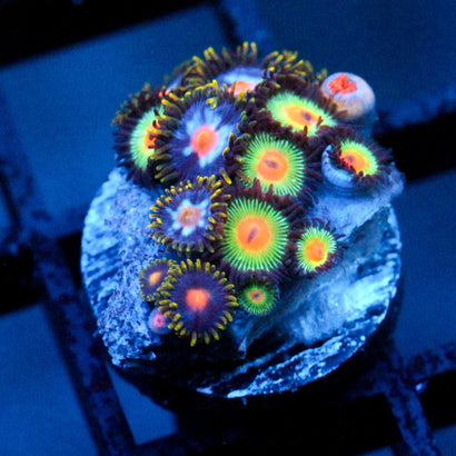 JC Zoa Garden Seed