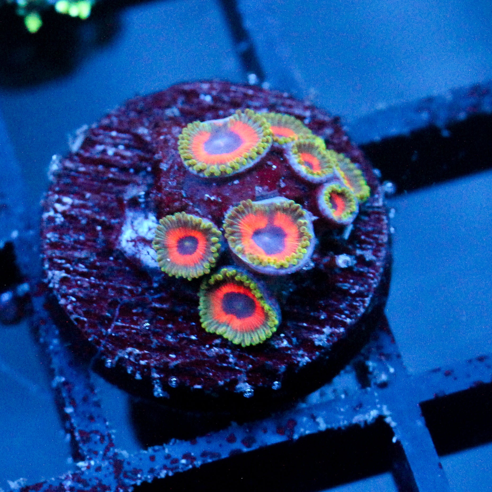 JF Fairytale Zoanthids