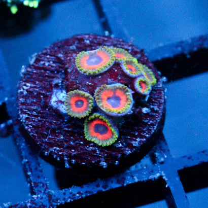 JF Fairytale Zoanthids