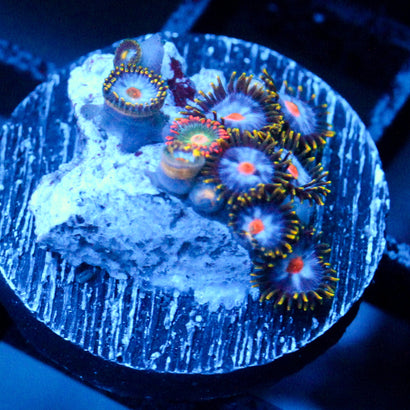 JC Saturn Zoanthid mix