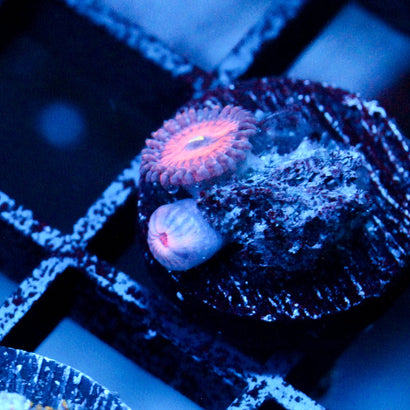JC Amber Bliss Zoanthid