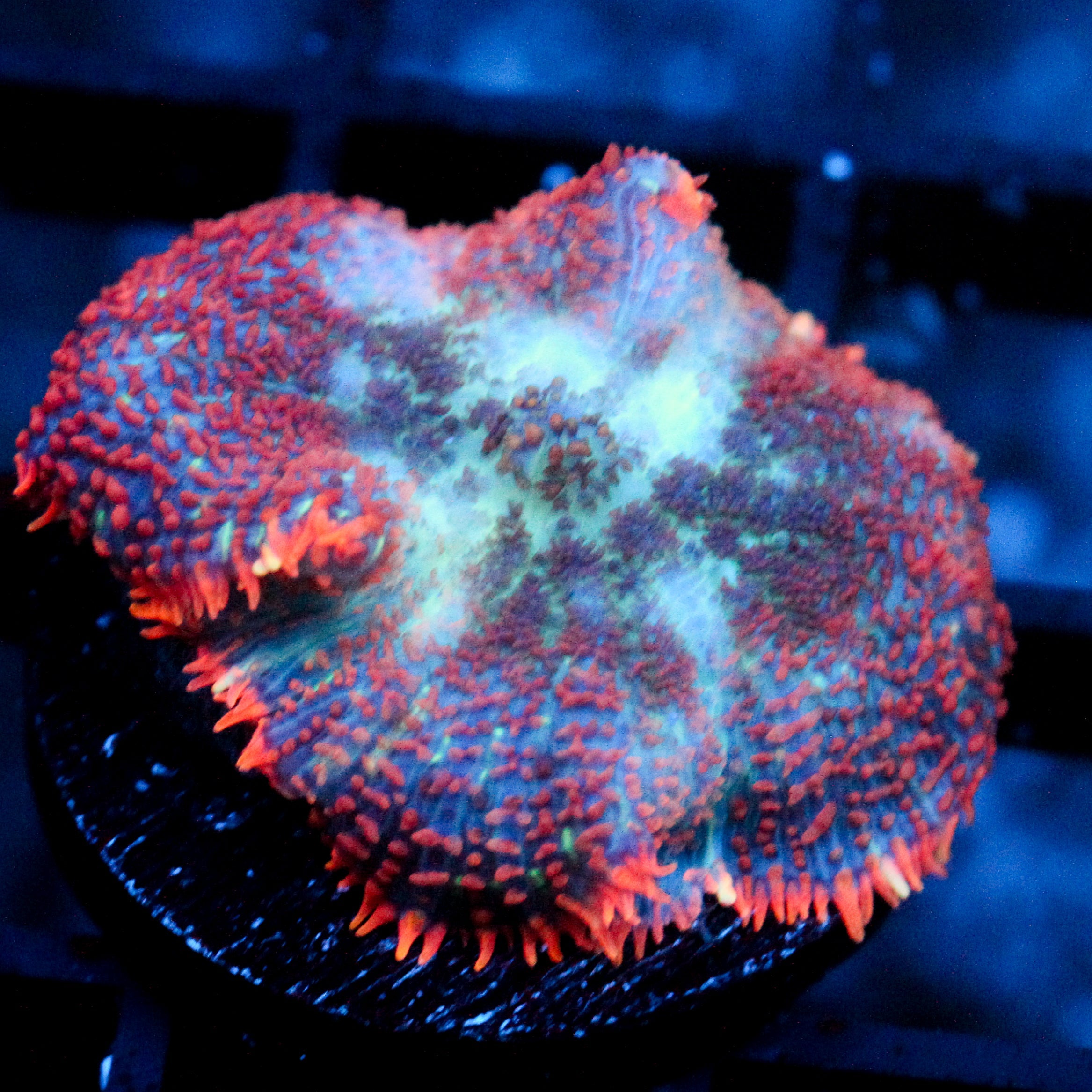 JC Big Chill Rhodactis