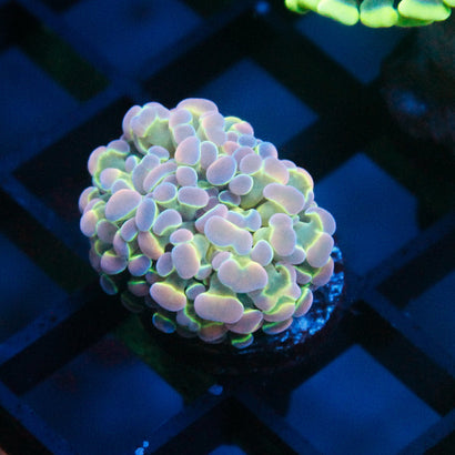 JC Ultra Hologram Hammer