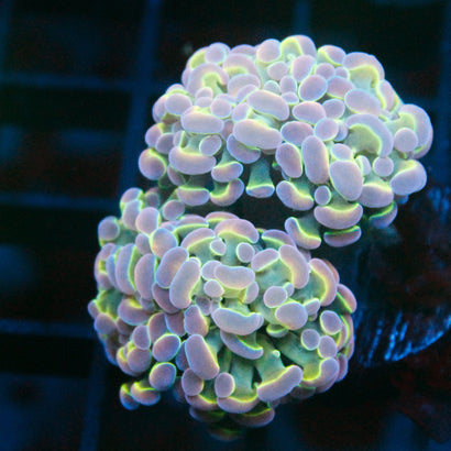 JC Ultra Hologram Hammer Mini Colony