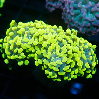 JC Neon Green Hammer Mini Colony