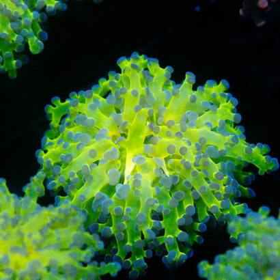JC Hulk Octospawn
