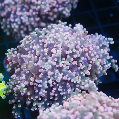 JC Pink Tip Octospawn