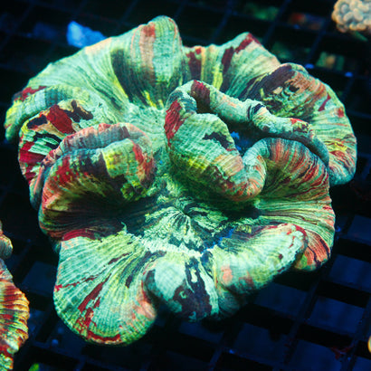 JC Ultra Rainbow Trachy