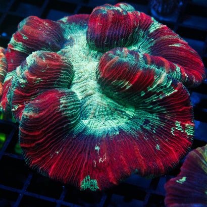 JC Rainbow Trachy