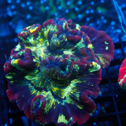 JC Ultra Rainbow INSANITY Trachy