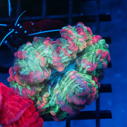 JC Rainbow Cynaria