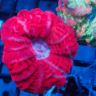 JC Red Cynaria