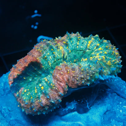 JC Rainbow Symphyllia