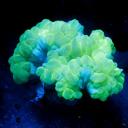 JC Neon Green Bubble Coral