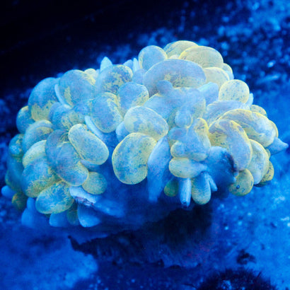 JC Splatter Bubble Coral