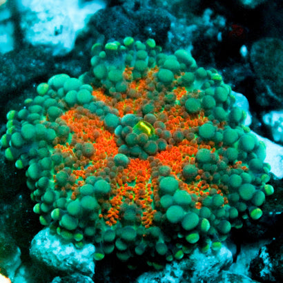 JC Ultra Volcano Gumball Mushroom