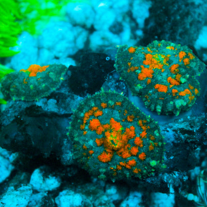 JC Halloween Rhodactis Colony