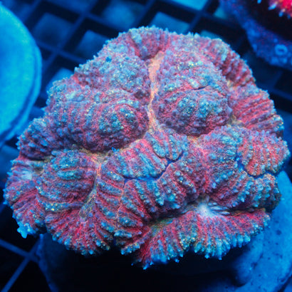 JC Rainbow Lobophyllia