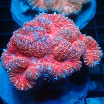 JC Rainbow Lobophyllia