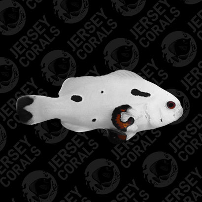 Bali Aquarich Platinum Storm