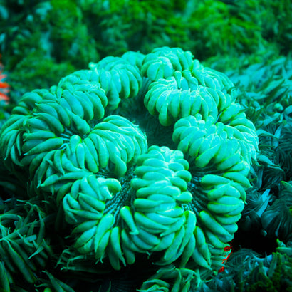 JC Ultra Rock Flower Anemone