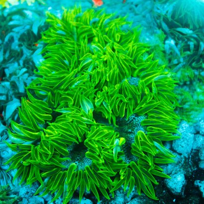 JC Ultra Rock Flower Anemone