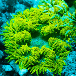 JC Ultra Rock Flower Anemone