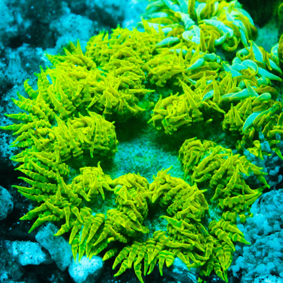 JC Ultra Rock Flower Anemone