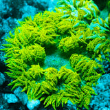 JC Ultra Rock Flower Anemone