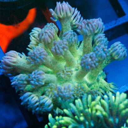 JC Blueberry Blast Goni