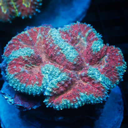 JC Rainbow Lobophyllia