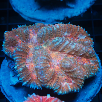 JC Rainbow Symphyllia