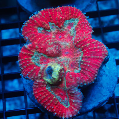 JC Red Symphyllia