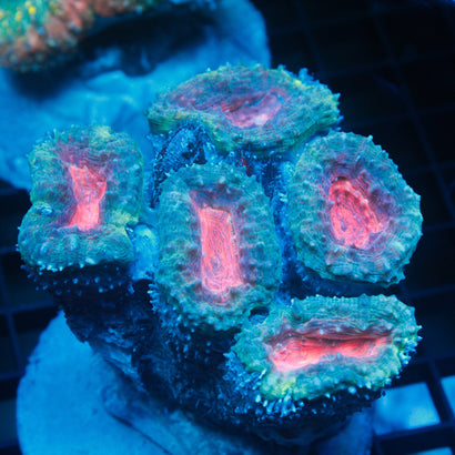 JC Turquoise Blue Lobophyllia