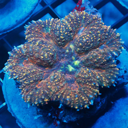 JC Rainbow Symphyllia