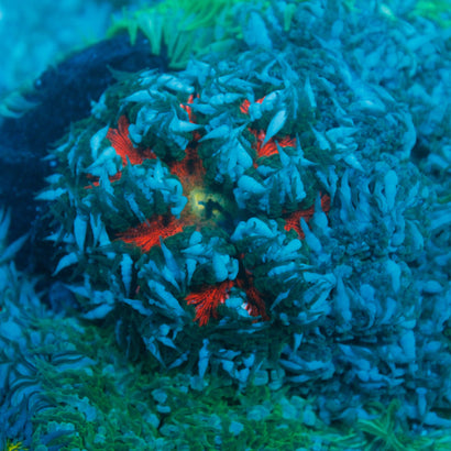 JC Ultra Rock Flower Anemone