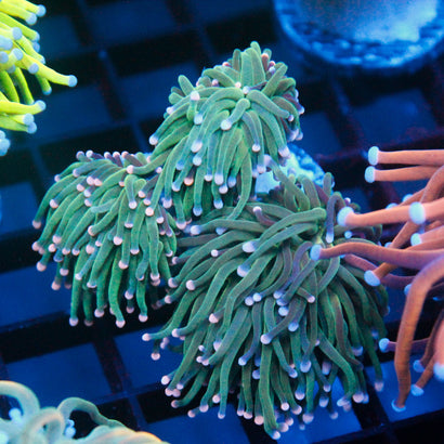 JC Hulk Torch Mini Colony