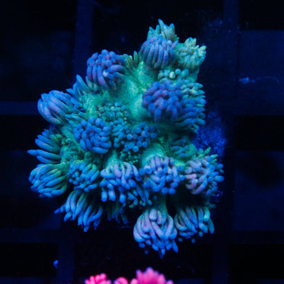 JC Blueberry Blast Goni