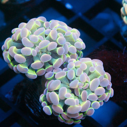 JC Ultra Hologram Hammer