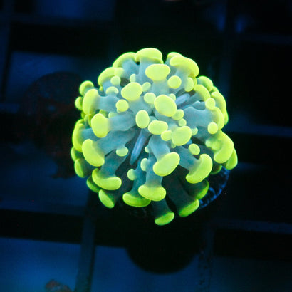 JC Neon Green Hammer