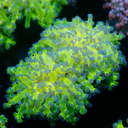JC Hulk Octospawn