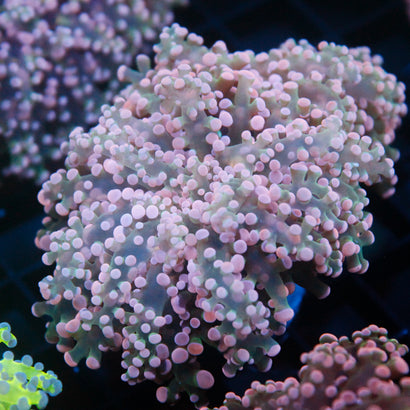 JC Pink Tip Octospawn
