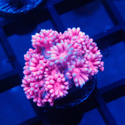 JC Pink Passion Goni