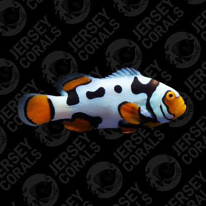 Bali Aquarich Black Helmet Picasso Clownfish