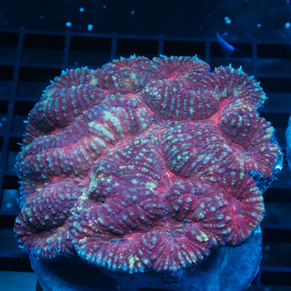JC Rainbow Lobophyllia