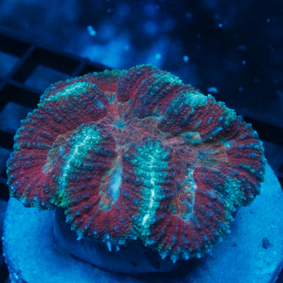 JC Rainbow Symphyllia