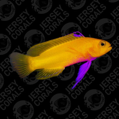 Biota Golden Cuban Basslet Purple