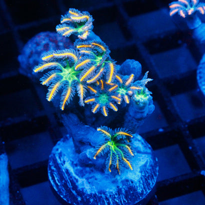 JC Bright Clove Polyp