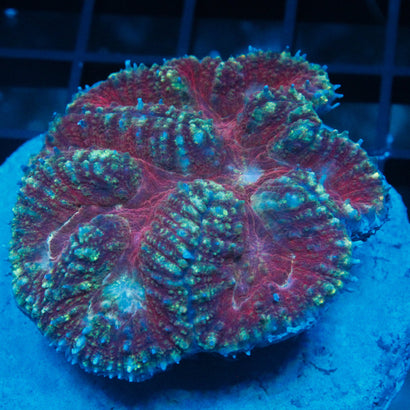 JC Rainbow Symphyllia