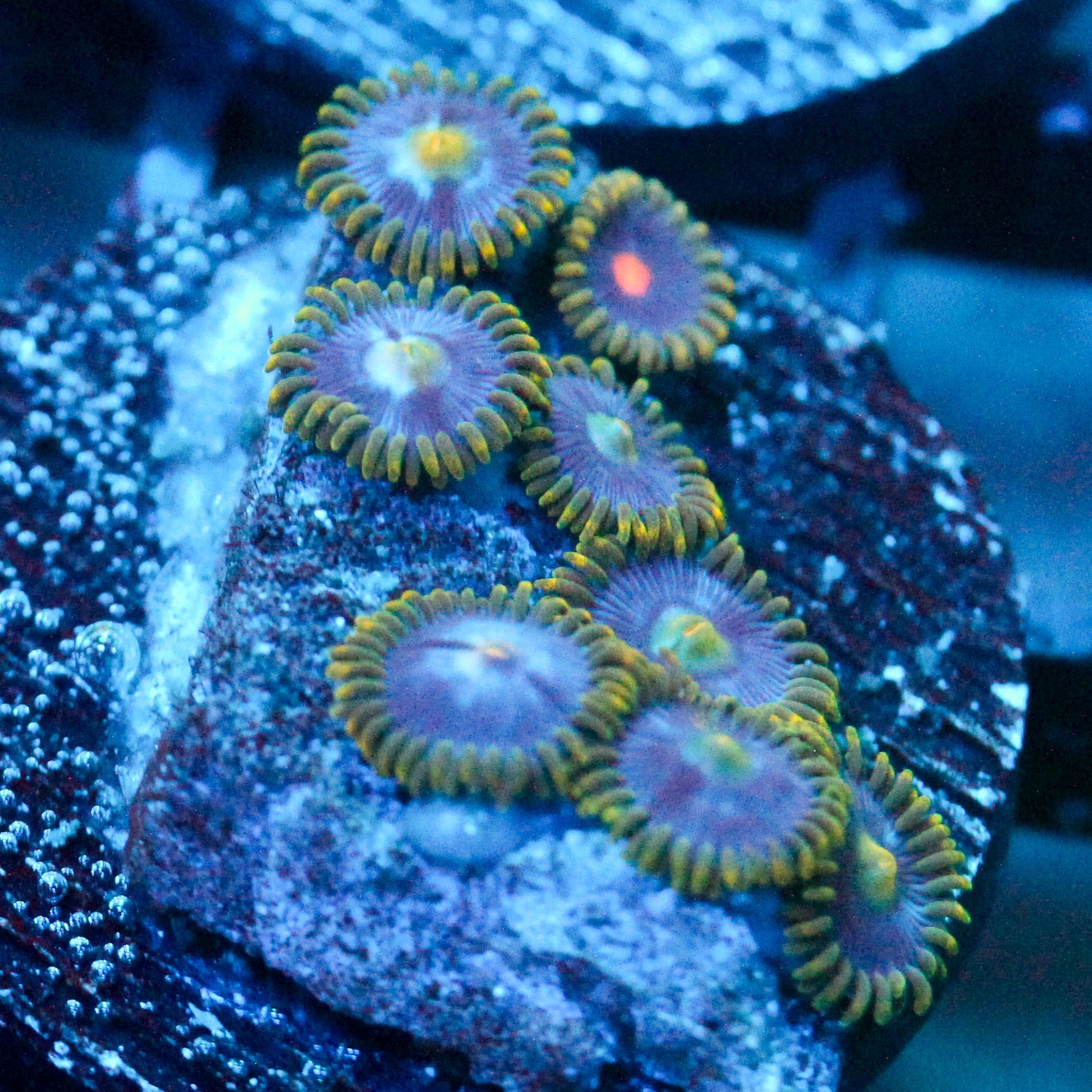 JC Saturn Zoanthid